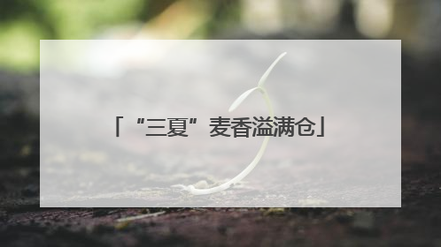 “三夏”麦香溢满仓