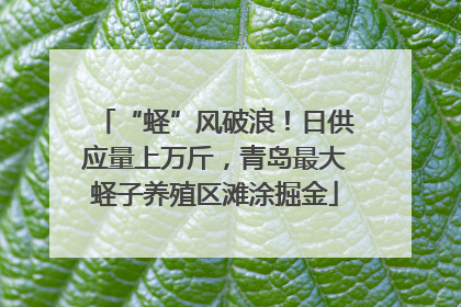 “蛏”风破浪！日供应量上万斤，青岛最大蛏子养殖区滩涂掘金