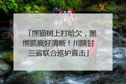 熊猫树上打哈欠，黑熊抓痕好清晰！川陕甘三省联合巡护直击