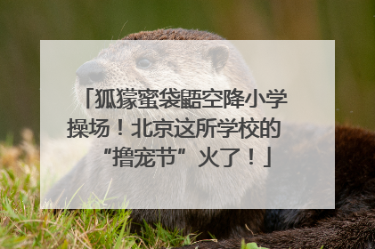 狐獴蜜袋鼯空降小学操场！北京这所学校的“撸宠节”火了！