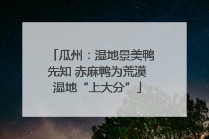 瓜州：湿地景美鸭先知 赤麻鸭为荒漠湿地“上大分”