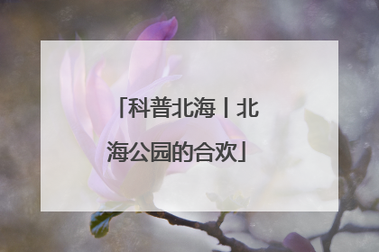 科普北海丨北海公园的合欢
