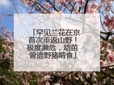 罕见兰花在京首次重返山野！极度濒危，幼苗曾遭野猪啃食