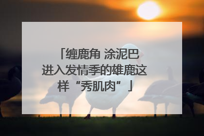 缠鹿角 涂泥巴 进入发情季的雄鹿这样“秀肌肉”