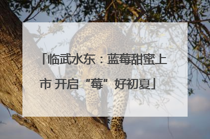 临武水东：蓝莓甜蜜上市 开启“莓”好初夏