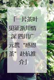 一片茶叶见证浙川情深 四川广元携“感恩茶”赴杭推介
