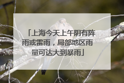 上海今天上午阴有阵雨或雷雨,局部地区雨量可达大到暴雨