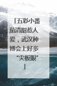 五彩小番茄清甜惹人爱，武汉种博会上好多“尖板眼”