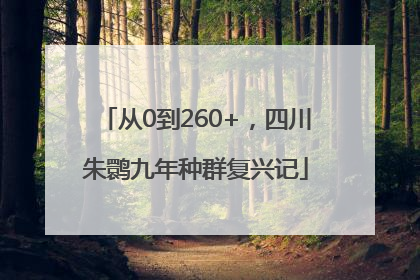 从0到260+，四川朱鹮九年种群复兴记