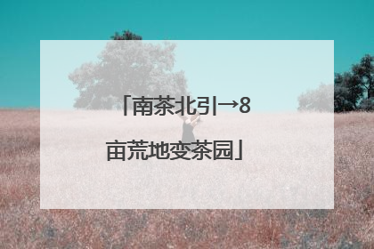 南茶北引→8亩荒地变茶园