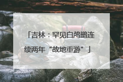 吉林：罕见白鸬鹚连续两年“故地重游”