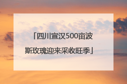 四川宣汉500亩波斯玫瑰迎来采收旺季