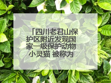 四川老君山保护区附近发现国家一级保护动物小灵猫 被称为“生态试纸”