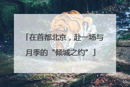 在首都北京，赴一场与月季的“倾城之约”