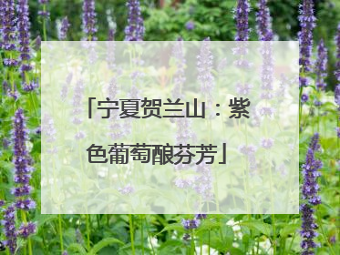 宁夏贺兰山：紫色葡萄酿芬芳