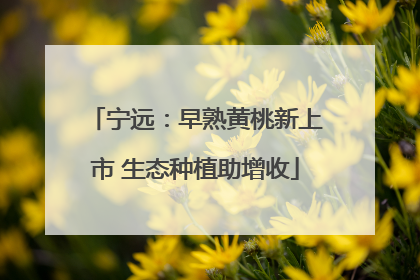 宁远：早熟黄桃新上市 生态种植助增收