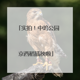 实拍！中坞公园京西稻插秧啦