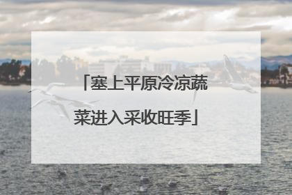 塞上平原冷凉蔬菜进入采收旺季