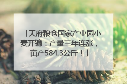 天府粮仓国家产业园小麦开镰:产量三年连涨,亩产584.3公斤!