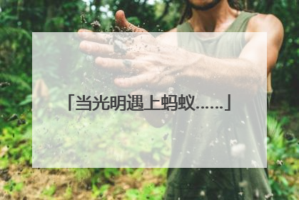 当光明遇上蚂蚁……