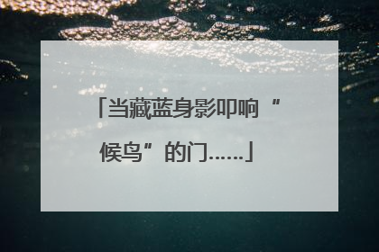 当藏蓝身影叩响“候鸟”的门……