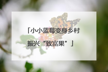 小小蓝莓变身乡村振兴“致富果”