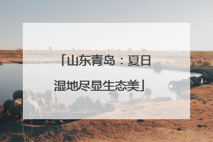 山东青岛：夏日湿地尽显生态美