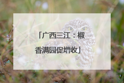 广西三江：椒香满园促增收