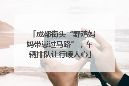 成都街头“野鸡妈妈带崽过马路”，车辆排队让行暖人心
