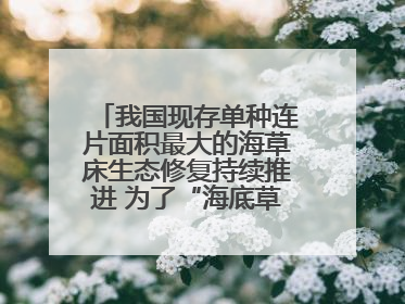 我国现存单种连片面积最大的海草床生态修复持续推进 为了“海底草原”更繁茂