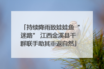 持续降雨致娃娃鱼“迷路” 江西金溪县干群联手助其重返自然