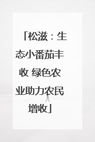 松滋：生态小番茄丰收 绿色农业助力农民增收