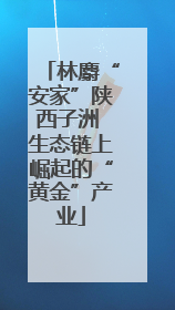 林麝“安家”陕西子洲 生态链上崛起的“黄金”产业