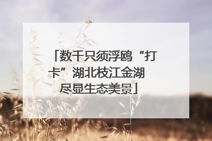 数千只须浮鸥“打卡”湖北枝江金湖 尽显生态美景