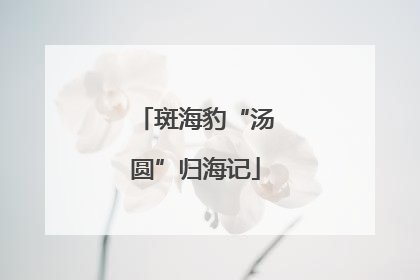 斑海豹“汤圆”归海记