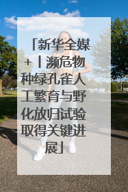 新华全媒+丨濒危物种绿孔雀人工繁育与野化放归试验取得关键进展
