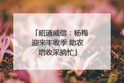 昭通威信：杨梅迎来丰收季 助农增收采摘忙