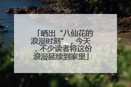 晒出“八仙花的浪漫时刻”，今天，不少读者将这份浪漫延续到家里