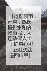 母鹿闹市产崽，踢伤提供水和食物市民，大连动保人士：护崽心切，正在想法送回山里
