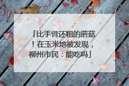 比手臂还粗的蘑菇！在玉米地被发现，柳州市民：能吃吗