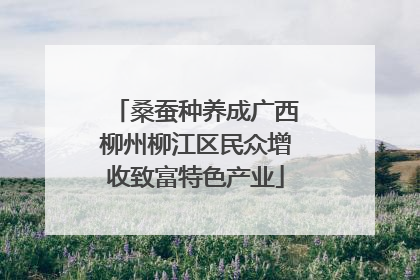 桑蚕种养成广西柳州柳江区民众增收致富特色产业