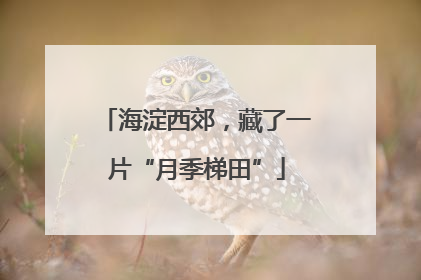 海淀西郊，藏了一片“月季梯田”