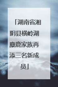 湖南省湘阴县横岭湖麋鹿家族再添三名新成员