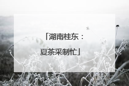 湖南桂东：夏茶采制忙