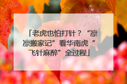 老虎也怕打针？“凛凛搬家记”看华南虎“飞针麻醉”全过程
