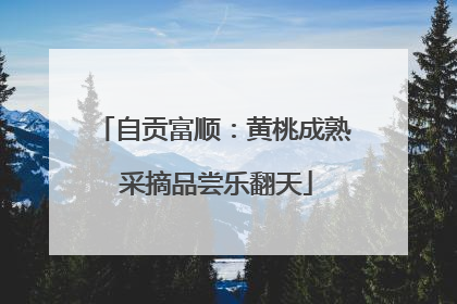 自贡富顺：黄桃成熟 采摘品尝乐翻天