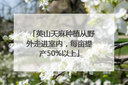 英山天麻种植从野外走进室内，每亩提产50%以上