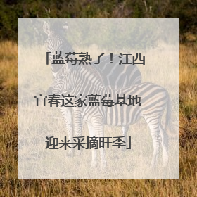蓝莓熟了！江西宜春这家蓝莓基地迎来采摘旺季