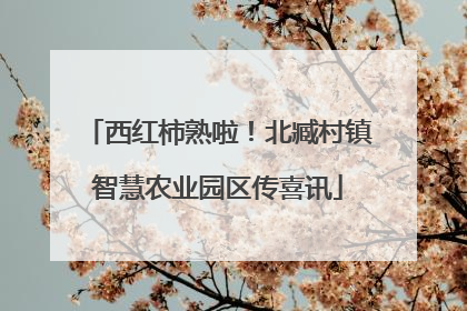 西红柿熟啦！北臧村镇智慧农业园区传喜讯