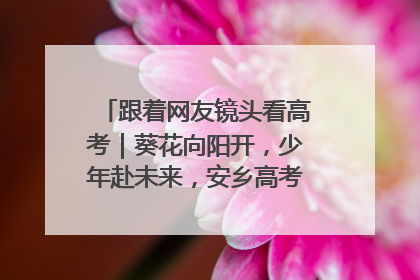 跟着网友镜头看高考｜葵花向阳开，少年赴未来，安乡高考首日的希望图景